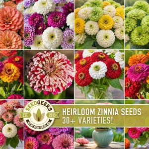 May include: A collage of various zinnia flowers in shades of pink, orange, yellow, white, red, and green. A logo for Seed Geeks Heirloom Seed Co. is present with the text Heirloom Zinnia Seeds 30+ Varieties! displayed on a green banner.