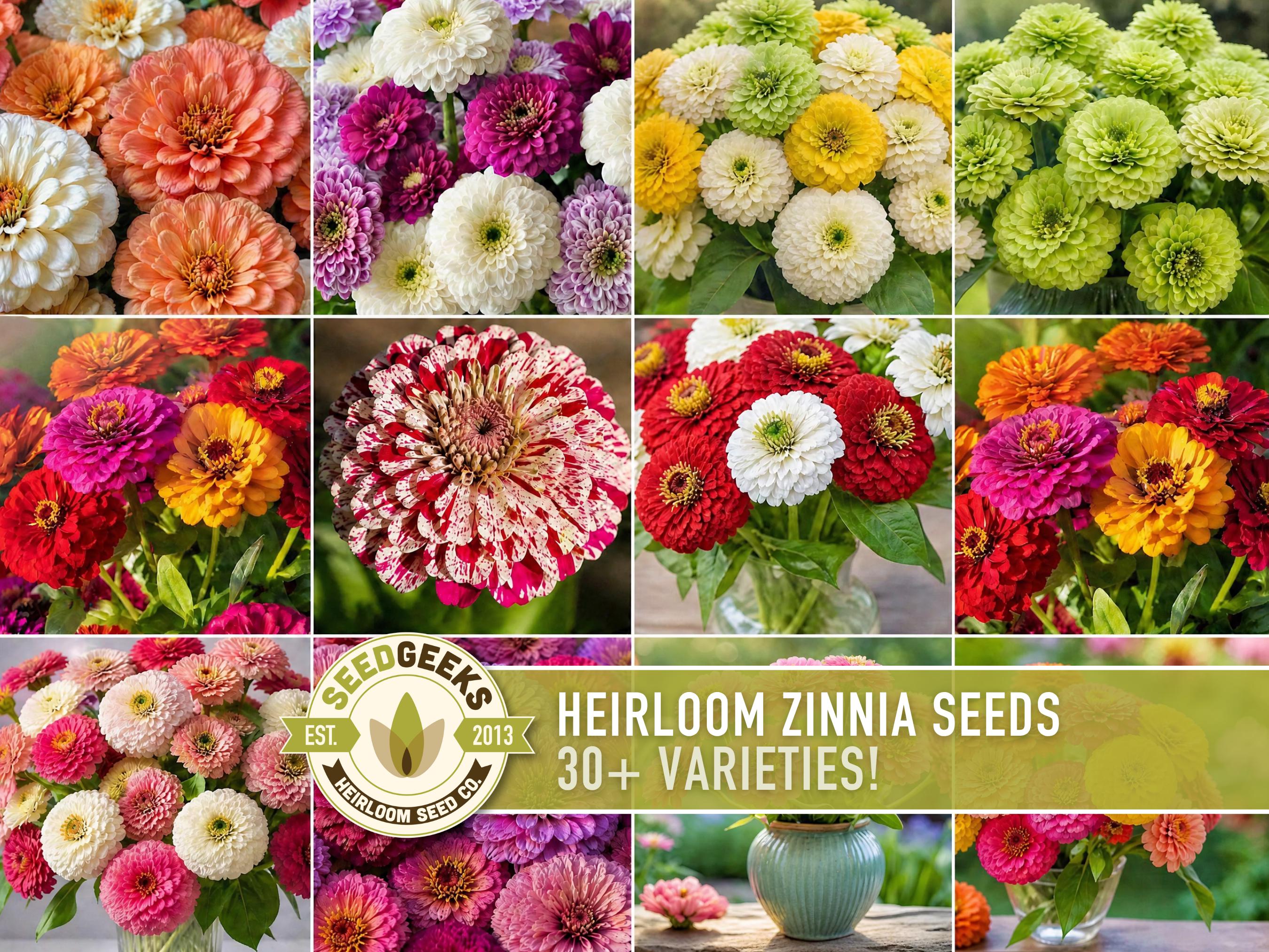 Zinnia Flower Seeds | 30+ Heirloom Varieties, Cut Flowers, Colorful, Pollinator Garden, Zinnia elegans