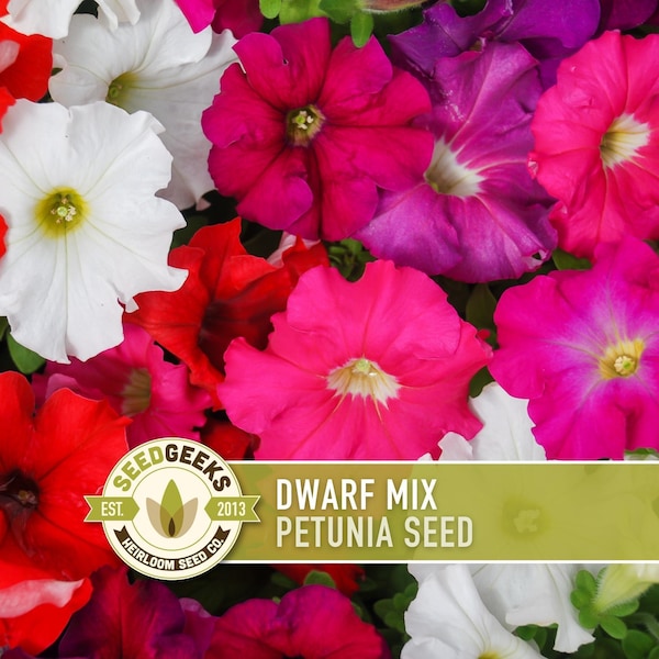 Dwarf Petunia Flower Seeds, Heirloom Open Pollinated, Pollinator Garden