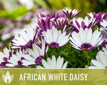 African White Daisy Flower Seeds - Heirloom, White Cape Daisy, Cut Flowers, Container Garden, Craft Flowers, Cottage Garden, Deer Resistant