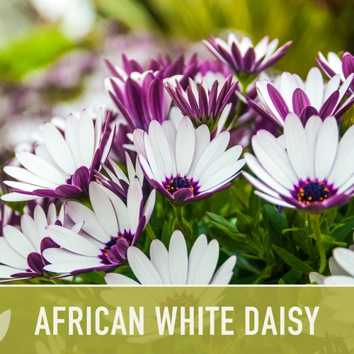 English Daisy Mix Flower Seeds Heirloom Cut Flowers Early Etsy