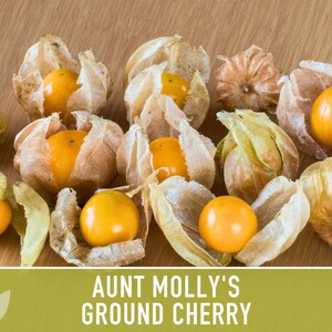 Aunt Molly's Ground Cherry Seeds | 25+ Seeds, Heirloom Fruit for Salsa, Jam, Physalis pruinosa image 7