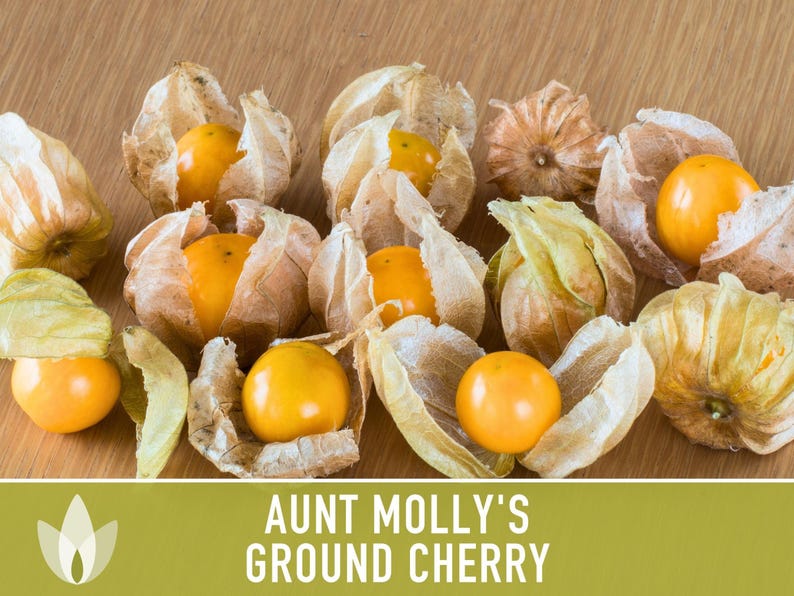 Aunt Molly's Ground Cherry Seeds | 25+ Seeds, Heirloom Fruit for Salsa, Jam, Physalis pruinosa image 7
