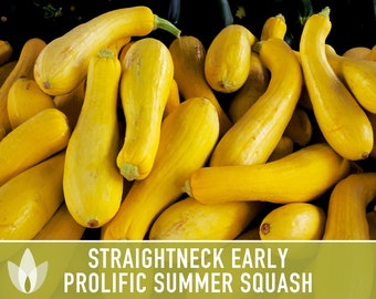 Yellow Squash, Straightneck Early Prolific Zucchini Heirloom Seeds