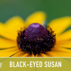 Heirloom Black-Eyed Susan Seeds, Native Rudbeckia Hirta Flower Bild 11