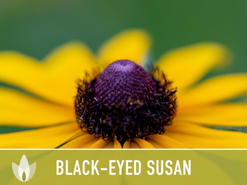 Heirloom Black-Eyed Susan Seeds, Native Rudbeckia Hirta Flower Bild 11