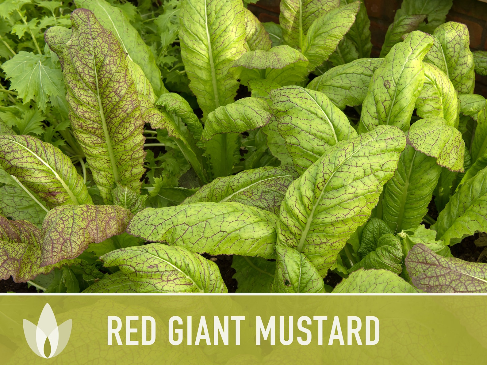 Red Giant Mustard Greens Heirloom Seeds Etsy