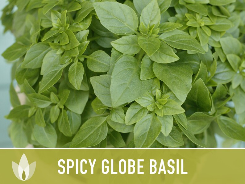 Spicy Globe Basil Seeds Dwarf Basil Greek Basil Heirloom Etsy