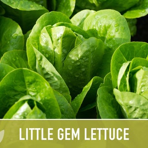 Little Gem Lettuce Heirloom Seeds Sucrine, Sugar Cos, Butterhead, Fresh Salad Garden, Open Pollinated, Non-GMO Bild 7