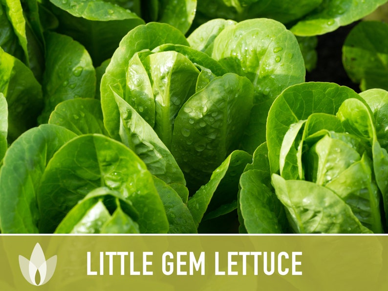 Little Gem Lettuce Heirloom Seeds Sucrine, Sugar Cos, Butterhead, Fresh Salad Garden, Open Pollinated, Non-GMO Bild 7