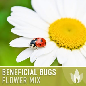 Beneficial Bug Blooms Seed Mix - Heirloom Seeds, Seed Packets, Flower Seeds, Wildflower Seeds, Non GMO, Open Pollinated