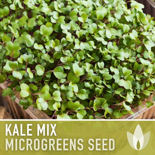 Kale Microgreens Mix - Heirloom Seeds