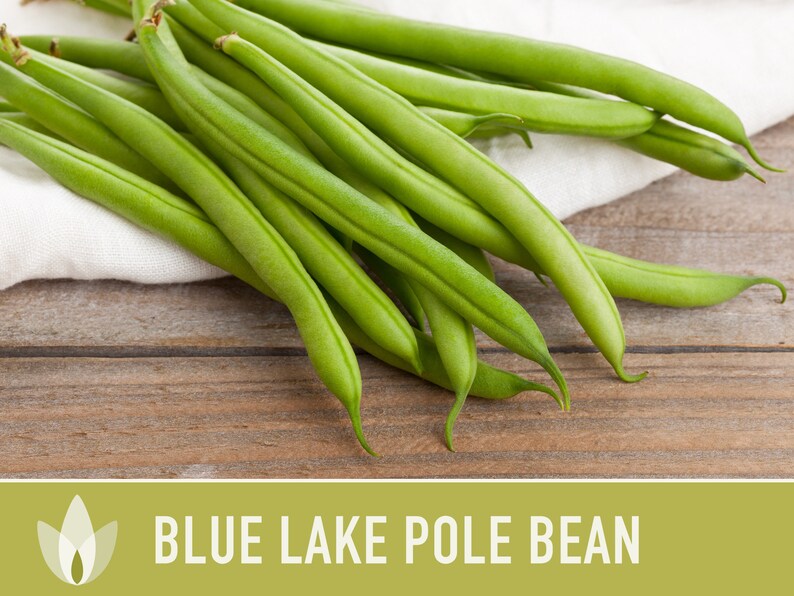 thumbnail image 2 of 50 Blue Lake Pole Bean Heirloom Seeds - Fresh, Non-GMO, Free Seeds Included 2 of 13