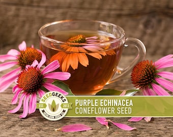 Purple Coneflower Seeds | 100+ Seeds, Native Wildflower, Heirloom, Drought Tolerant, Butterfly Garden, Echinacea purpurea
