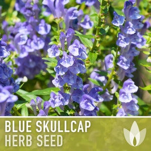 Mad Dog Skullcap Seeds - Heirloom Seeds, Blue Skullcap Flowers, Virginia Skullcap, Medicinal Herb, Pollinator Friendly, Non-GMO