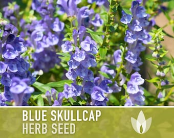 Mad Dog Skullcap Seeds - Heirloom Seeds, Blue Skullcap Flowers, Virginia Skullcap, Medicinal Herb, Pollinator Friendly, Non-GMO