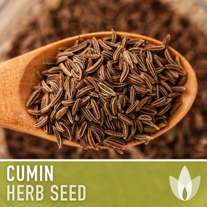Cumin Herb Heirloom Seeds - Warm Season, Annual, Beneficial Bug, Indian Spice, Mexican Spice, Open Pollinated, Non-GMO