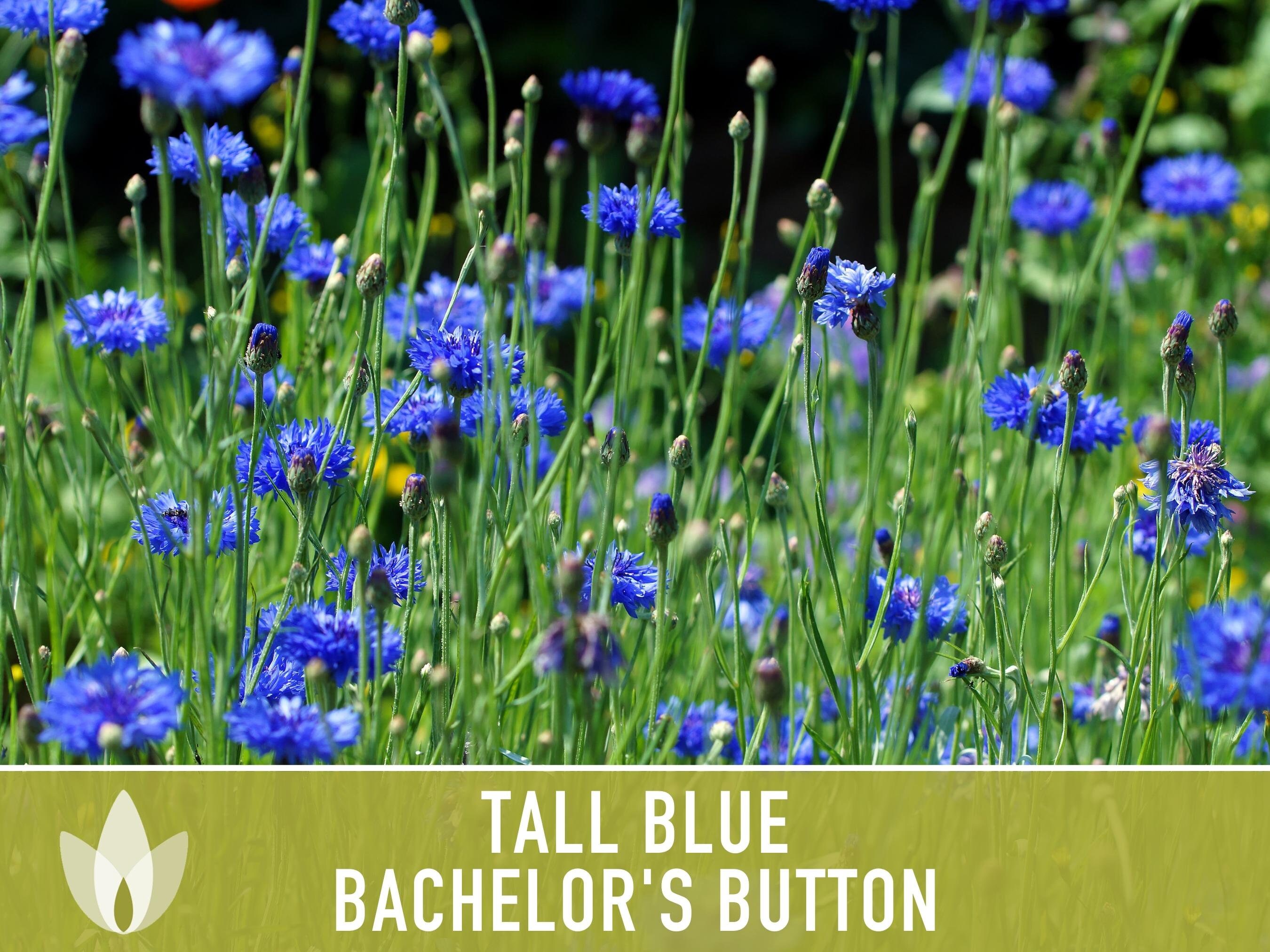 Edible - Blue Bachelor Button Flower Seeds - Price €1.95