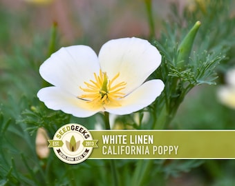 White Linen California Poppy Seeds - Creamy White Flowers