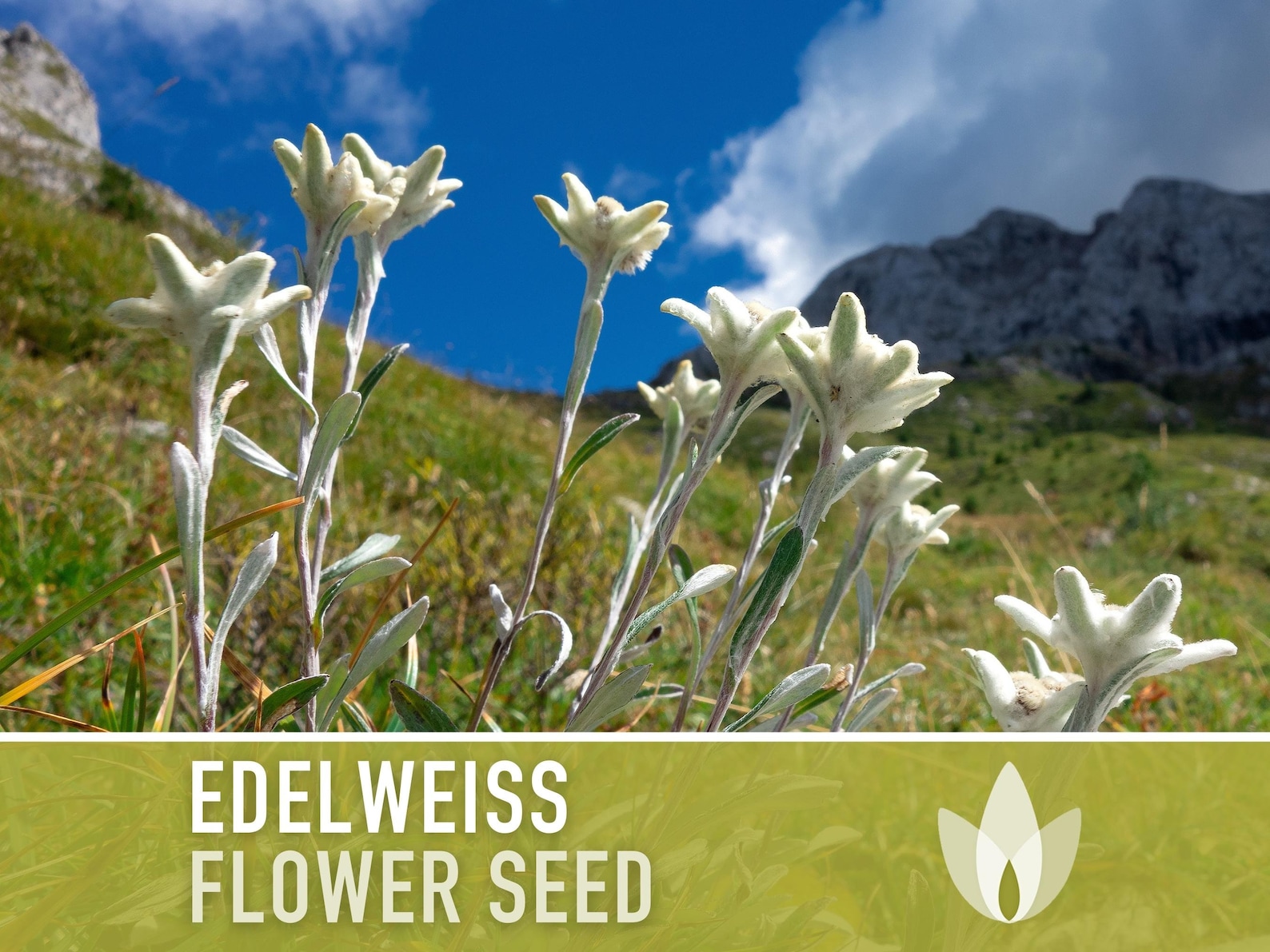 Edelweiss Flower Seeds