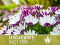 African White Daisy Seeds - 30 Heirloom Flower Seeds, White Cape Daisy, Cut Flowers, Cottage Garden, Craft Flowers, Organic, Non-GMO