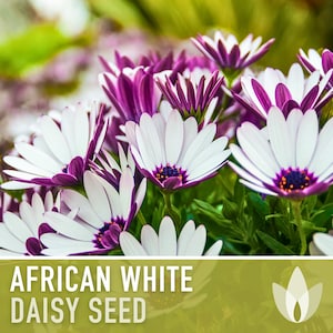 African White Daisy Seeds - 30 Heirloom Flower Seeds, White Cape Daisy, Cut Flowers, Cottage Garden, Craft Flowers, Organic, Non-GMO
