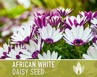 African White Daisy Flower Seeds - Heirloom, White Cape Daisy, Cut Flowers, Container Garden, Craft Flowers, Cottage Garden, Deer Resistant