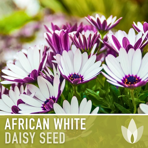 African White Daisy Flower Seeds - Heirloom, White Cape Daisy, Cut Flowers, Container Garden, Craft Flowers, Cottage Garden, Deer Resistant