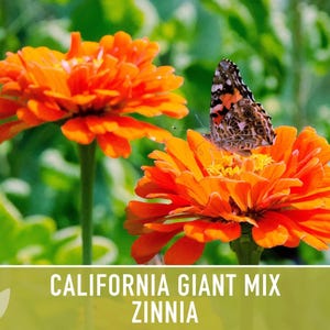 California Giant Zinnia Seed Mix | 100+ Seeds, Heirloom Flowers, Butterfly Garden, Zinnia elegans image 10