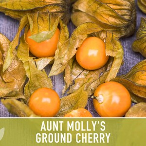 Aunt Molly's Ground Cherry Seeds | 25+ Seeds, Heirloom Fruit for Salsa, Jam, Physalis pruinosa image 9