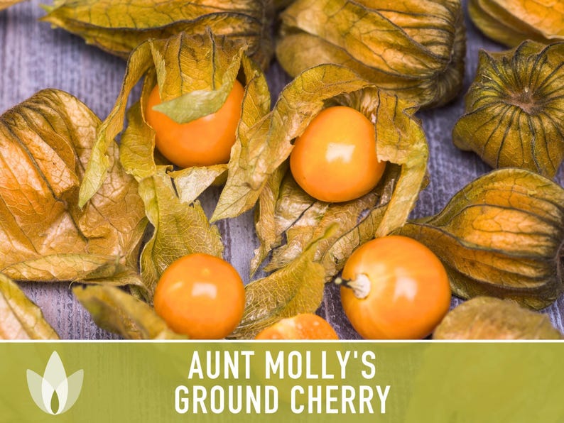 Aunt Molly's Ground Cherry Seeds | 25+ Seeds, Heirloom Fruit for Salsa, Jam, Physalis pruinosa image 9