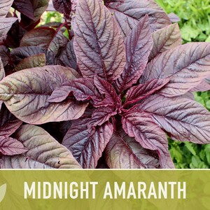 Midnight Red Amaranth Seeds – Heirloom, Salad Greens, Cut Flower image 7