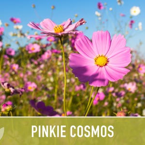 Semillas de flor Pinkie Cosmos, reliquia, aptas para polinizadores imagen 5