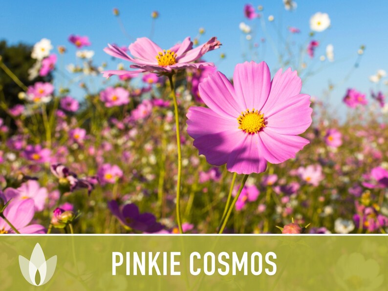 Semillas de flor Pinkie Cosmos, reliquia, aptas para polinizadores imagen 5