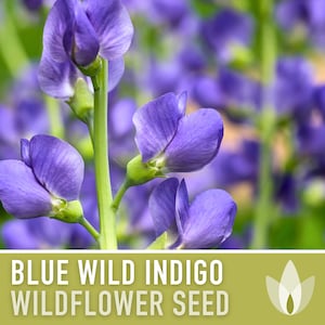 Blue Wild Indigo Flower Seeds, Heirloom, Native, Flower Seeds