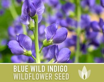 Blue Wild Indigo Flower Seeds, Heirloom, Native, Flower Seeds