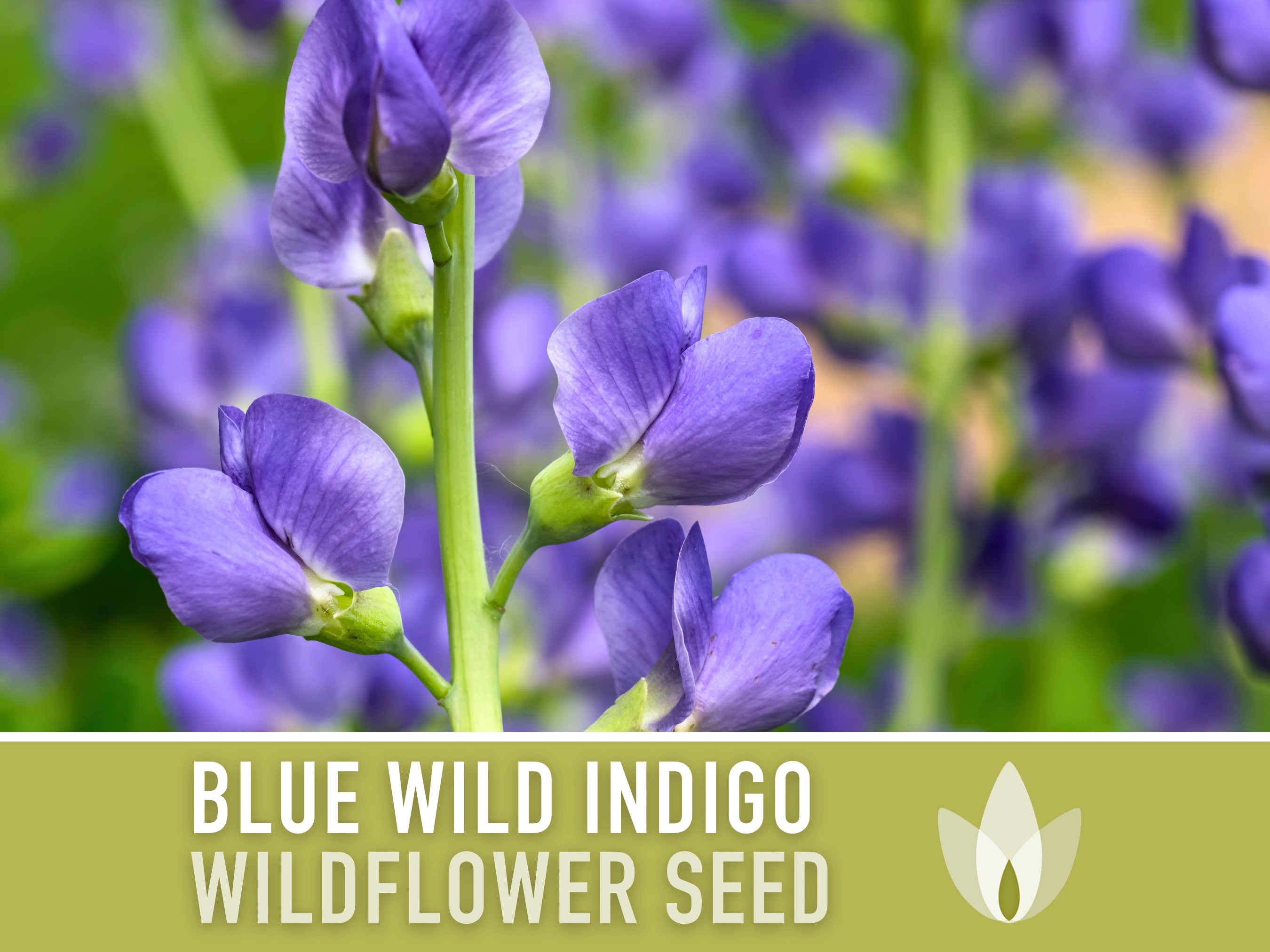 Indigo Plants - Etsy Indigo Plants - Etsy