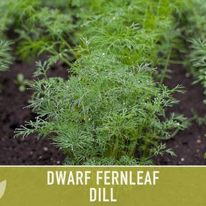 Dwarf Fernleaf Dill Seeds | 40+ Seeds, Heirloom, Culinary & Medicinal Herb, Butterfly Host | Anethum graveolens image 11
