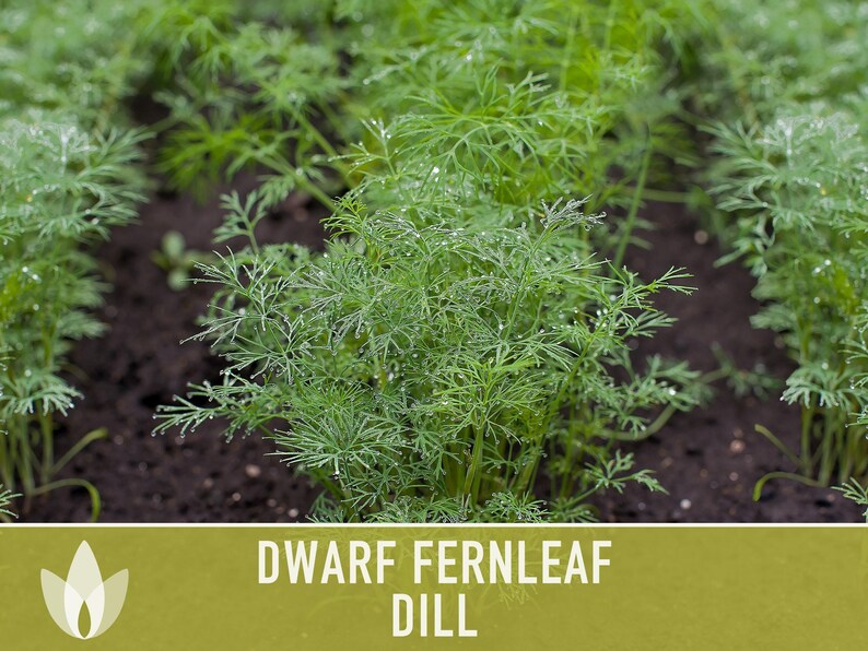 Dwarf Fernleaf Dill Seeds | 40+ Seeds, Heirloom, Culinary & Medicinal Herb, Butterfly Host | Anethum graveolens image 11