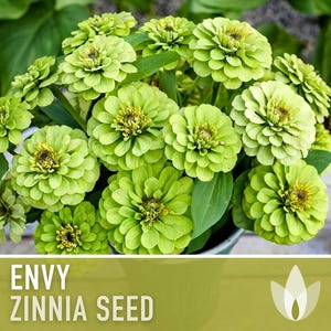 Envy Lime Green Zinnia Seed | 100+ Seeds, Heirloom Annual Flower, Butterfly Gardens, Cut Flowers, Zinnia elegans zdjęcie 9