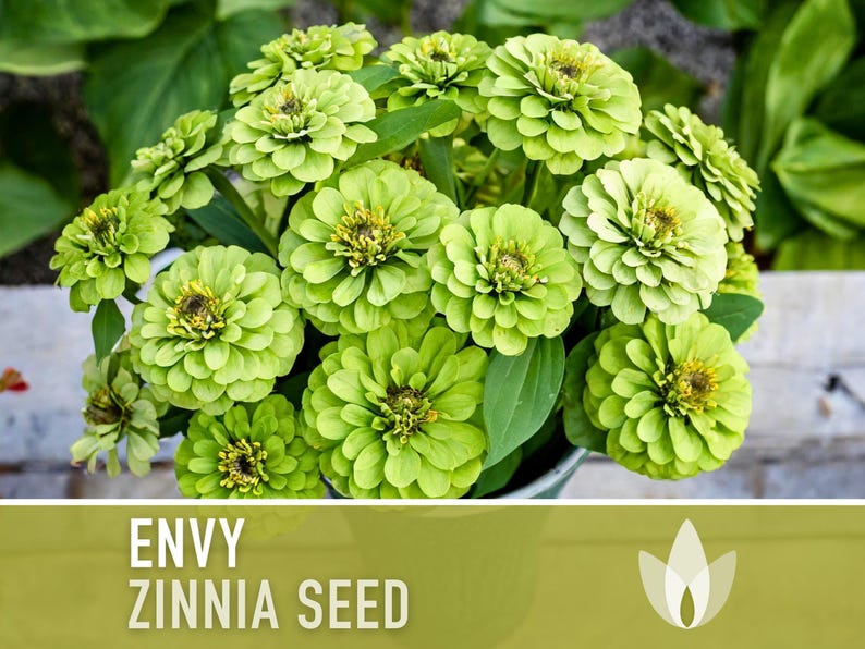 Envy Lime Green Zinnia Seed | 100+ Seeds, Heirloom Annual Flower, Butterfly Gardens, Cut Flowers, Zinnia elegans zdjęcie 9