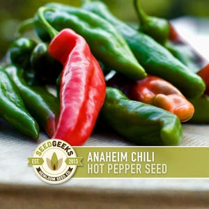 Anaheim Chili Seeds | 25+ Seeds, Heirloom, Mild Flavor, Versatile Use | Capsicum annuum image 1