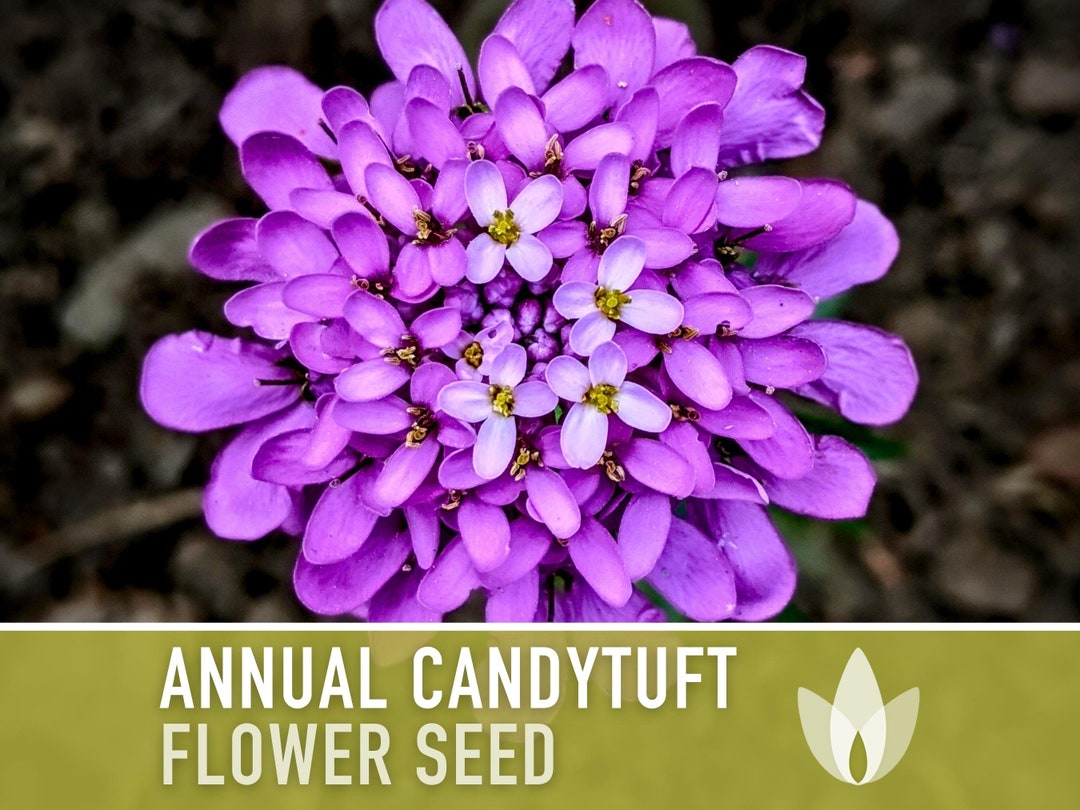 Candytuft, Annual Flower Seeds Heirloom Seeds, Fragrant Edible Flowers