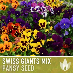 Swiss Giants Pansy Seeds, Heirloom Edible Flowers, 100 Seeds image 7