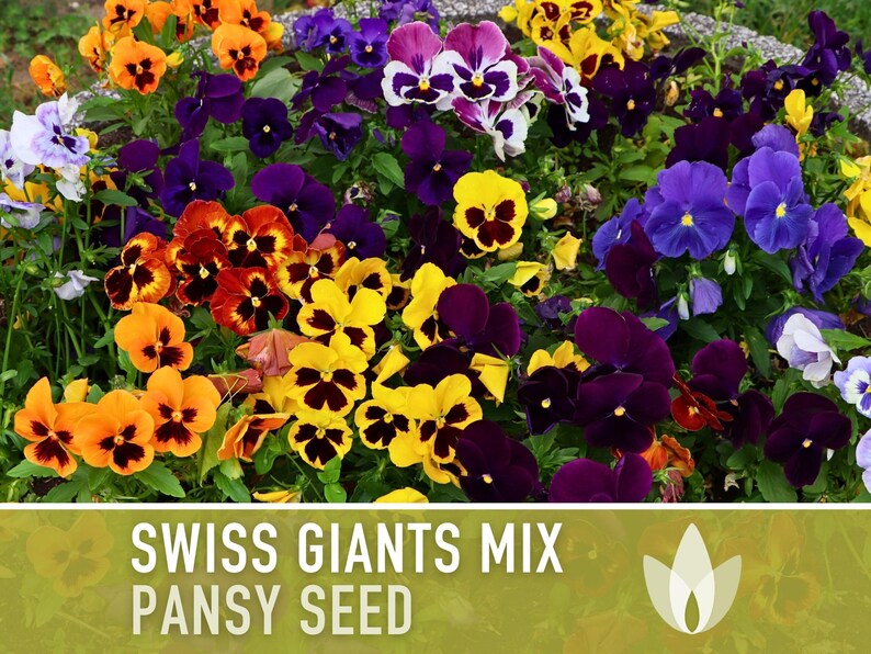 Swiss Giants Pansy Seeds, Heirloom Edible Flowers, 100 Seeds image 7
