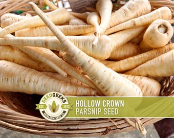 Hollow Crown Parsnip Heirloom Seeds - Non-GMO, Open Pollinated, Untreated