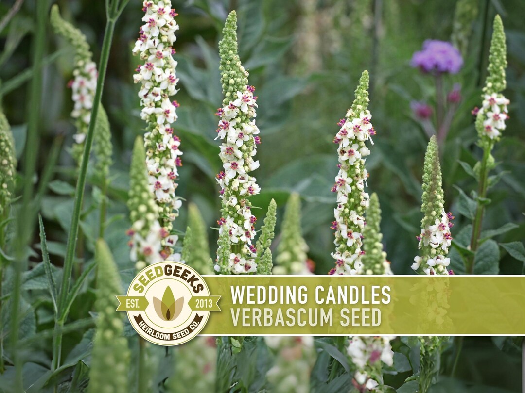 Wedding Candles Seeds | 100+ Seeds, White Mullein Wildflower