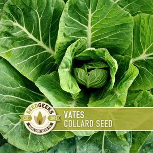 Vates Collard Greens Heirloom Seeds - Short Season, Heat Tolerant