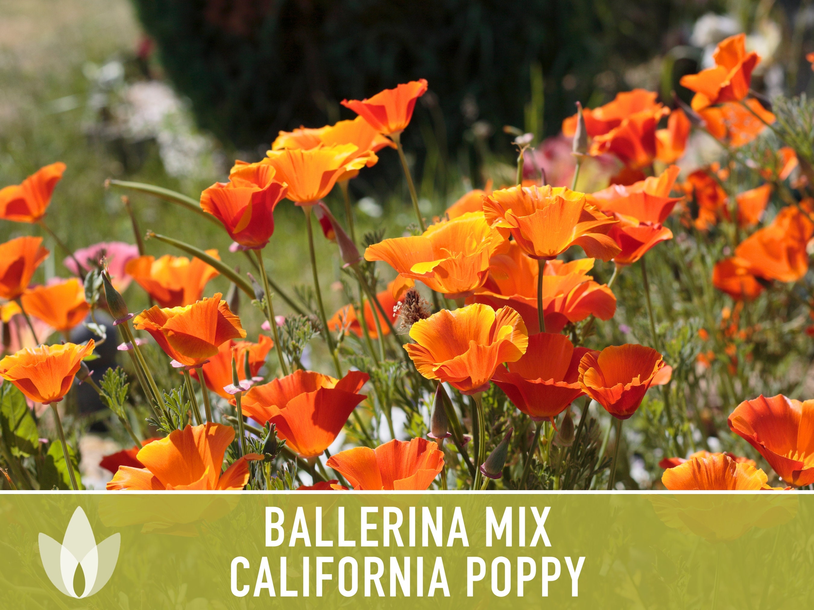 California Poppy Ballerina Mix Heirloom Seeds Flower Seeds Etsy 日本