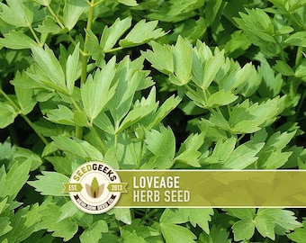 May include: Close-up of vibrant green lovage herb leaves. The image features a lush, dense arrangement of the plant's foliage. A logo with the text "SEEDGEEKS" and "LOVEAGE HERB SEED" is visible.